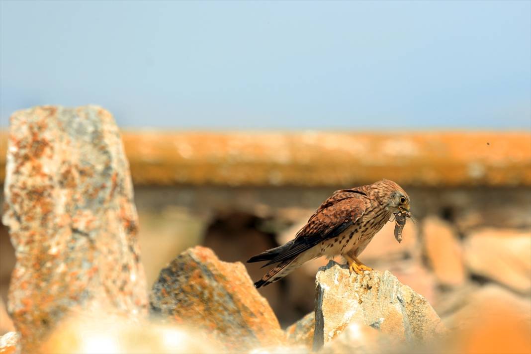 Konya’nın yırtıcı savaşçıları iş başında! Çiftçilerin doğal müttefiki 1